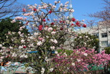 花見