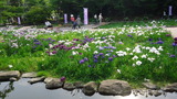 アヤメ園