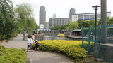 横十間川