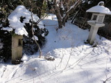 新潟雪7