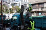 街路樹3