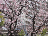 アンズ