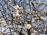 こぶし