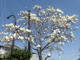 ハクレン