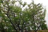 DSC05410
