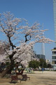 タワー花5