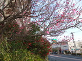 梅2