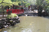 七渡弁天鯉
