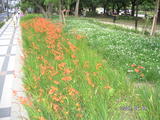 錦糸公園はな1