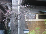 梅