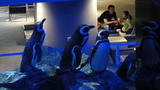 ペンギン