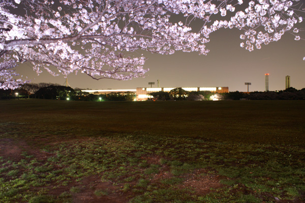 万博公園の夜桜と大阪モノレール 関西中心の鉄道写真