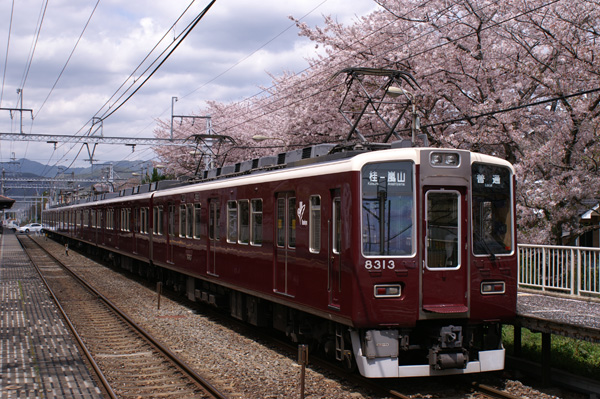 桜吹雪の舞う阪急嵐山線を走る8300系 : 関西中心の鉄道写真