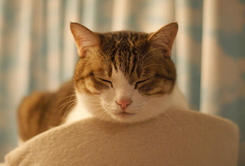 DSC08484