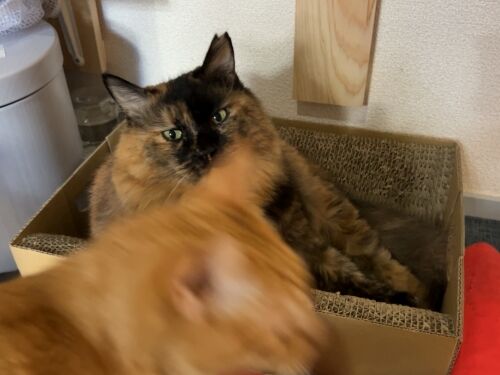 IMG_7030(1)