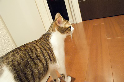 かぎしっぽサバ。 : CAVA?な日々