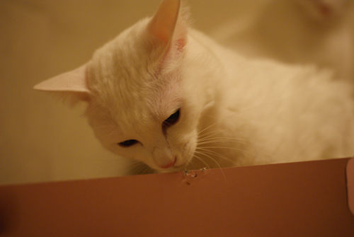 DSC05998