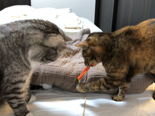 IMG_0779(1)
