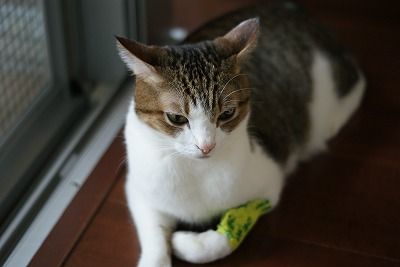DSC07007