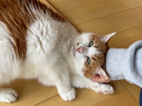 IMG_1211(1)