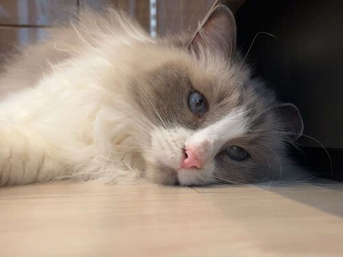 IMG_4454(1)
