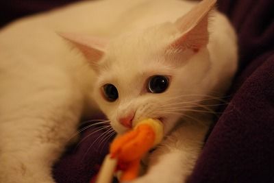 DSC09541