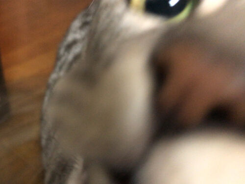 IMG_9243(1)