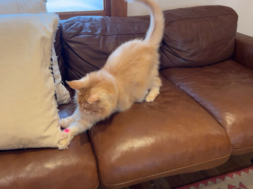 IMG_7515(1)