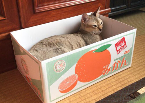 mikan
