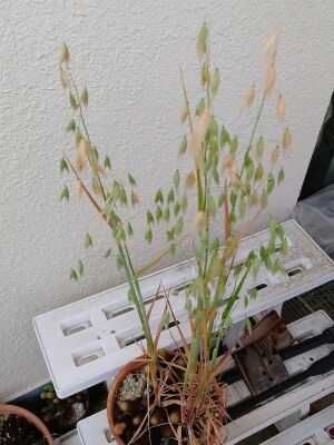 おまけ1