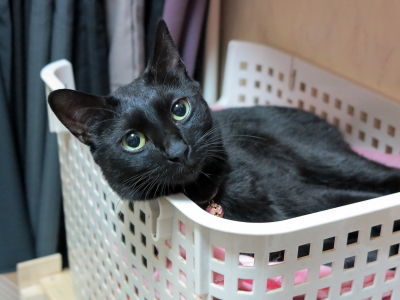 猫ブログ_小鉄&小夏