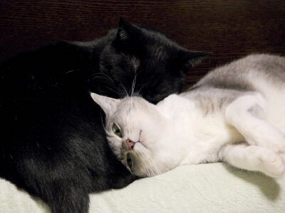 教育的指導! 【ヤンチャ猫を大人しくする方法? 編】_黒猫な日常