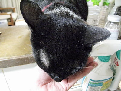 クロさんの病 Vol 4 歯周病 抜けた歯 黒猫な日常 クロネコ 黒龍 酒とロックな日常