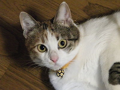 猫ブログ_みけ