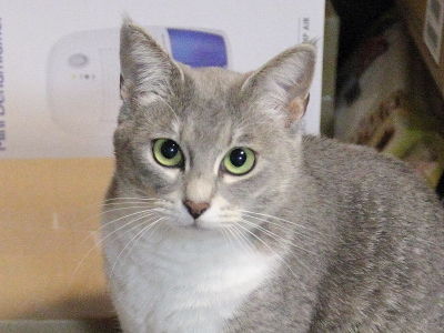 猫ブログ_NANA