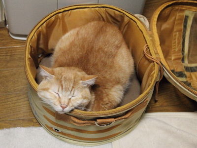 第1弾 クリスマスプレゼント13 猫くるりんバッグ 黒猫な日常 クロネコ 黒龍 酒とロックな日常