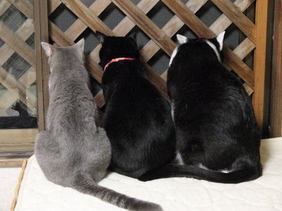 1�����������Ŵ��NANA