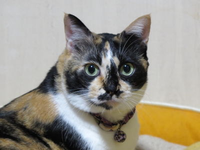 猫ブログ_なつ