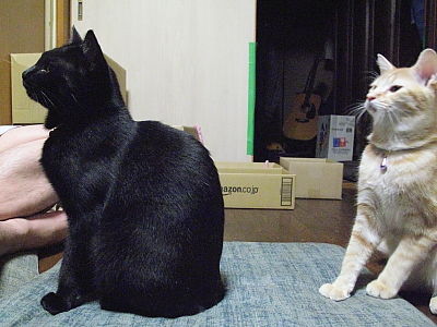 おすわり猫 2にゃん編 黒猫な日常 クロネコ 黒龍 酒とロックな日常 おすわり猫 2にゃん編 黒猫な日常 クロネコ 黒龍 酒とロックな日常