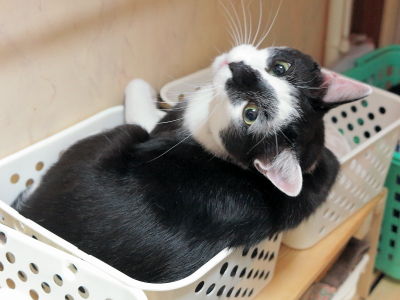 猫ブログ_小鉄&小夏