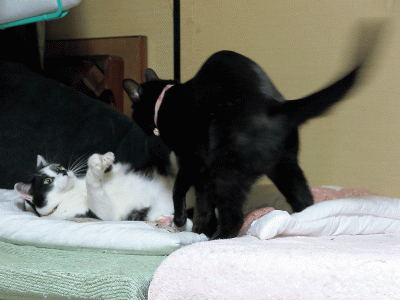 家族旅行 猫用和布団 妄想劇場 黒猫な日常 クロネコ 黒龍 酒とロックな日常 家族旅行 猫用和布団 妄想劇場 黒猫な日常 クロネコ 黒龍 酒とロックな日常