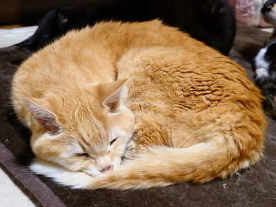 4�������������å�