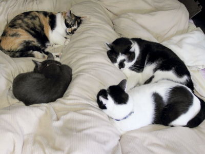 10月:人間用ベッドで猫団子