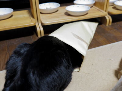 5小夏も入れず