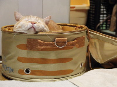 第1弾 クリスマスプレゼント13 猫くるりんバッグ 黒猫な日常 クロネコ 黒龍 酒とロックな日常