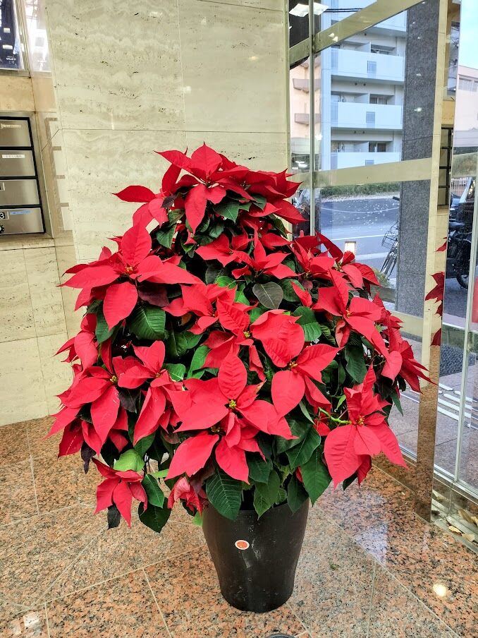 ポインセチア