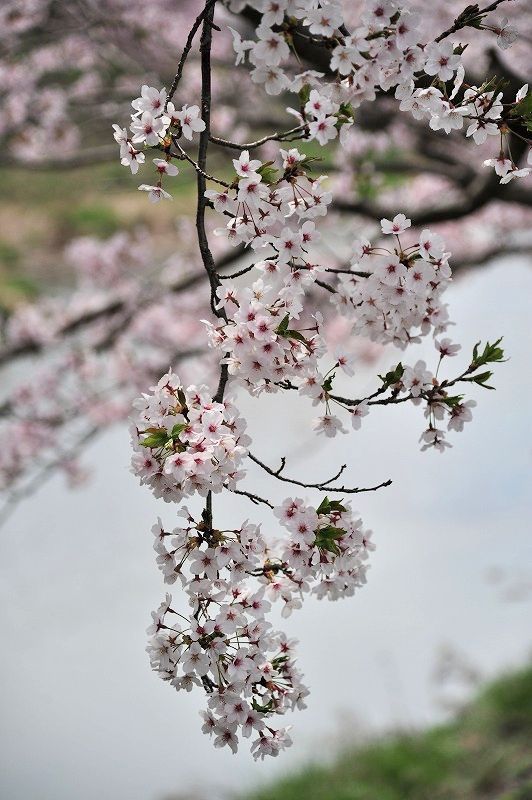 世羅の桜 芦田川沿岸 甲山ふれあいの里 しだれ桜 ヨレヨレライダーのどたばた日記