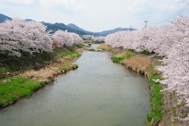 世羅の桜 芦田川沿岸 甲山ふれあいの里 しだれ桜 ヨレヨレライダーのどたばた日記
