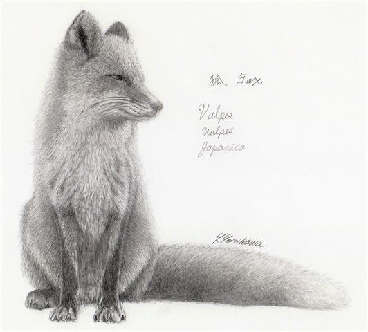 狐の鉛筆画 Fox 狐（Kitsune）Vulpes Vulpes Japanica : ネット絵師・独言の