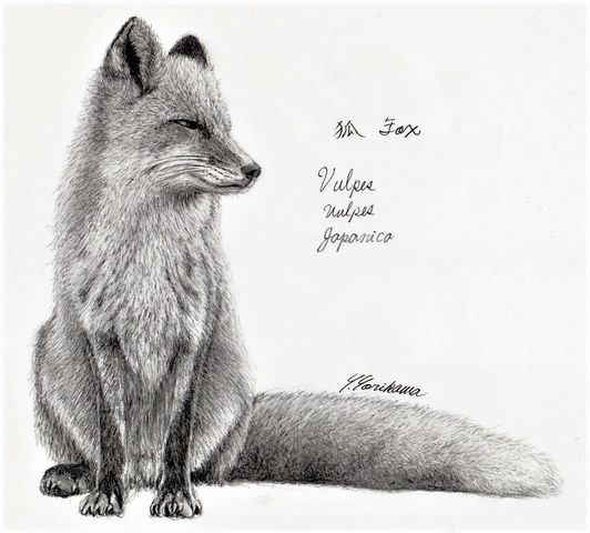 狐の鉛筆画 Fox 狐（Kitsune）Vulpes Vulpes Japanica : ネット絵師・独言の